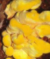 sulphur polypore mushroom
