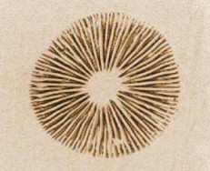 spore print