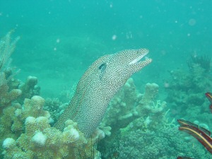 moray eel