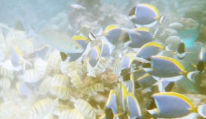 diving on meedhupparu