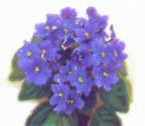 african violets