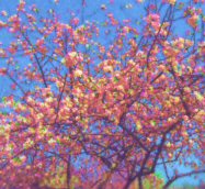 apple tree in blossom
