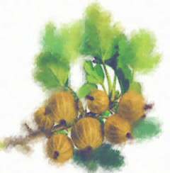 gooseberry