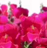 snapdragon showers 