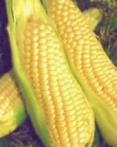 grow your own sweetcorn