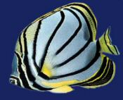 butterfly fish in the maldives