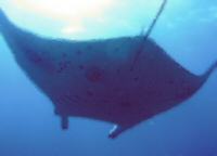 manta at velidhu island